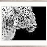 Amur Leopard