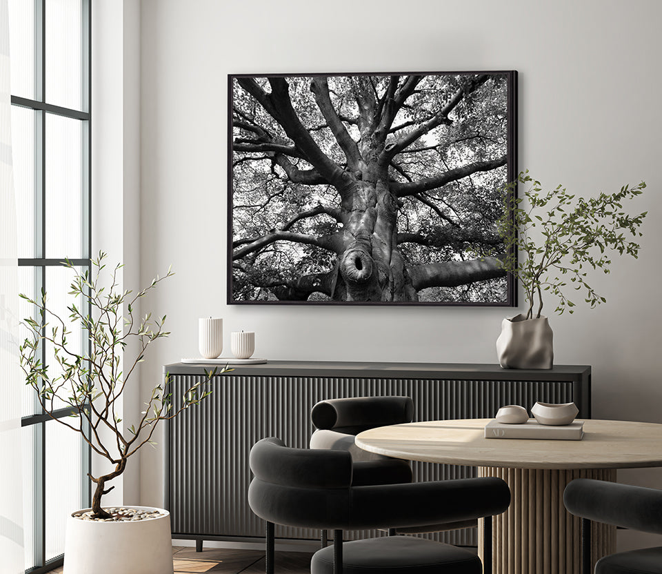 Old Growth (Canvas)