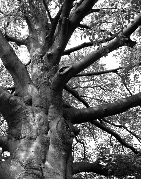 Old Growth