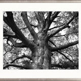 Old Growth