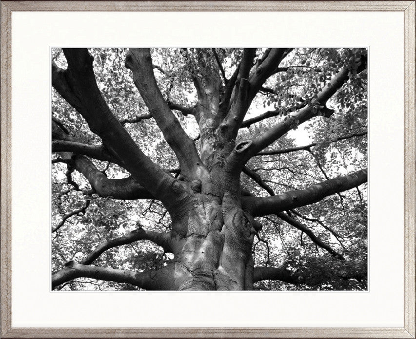 Old Growth