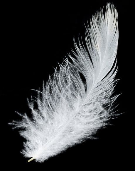 Feather In Flight