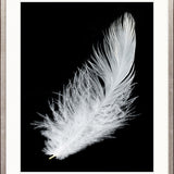 Feather In Flight