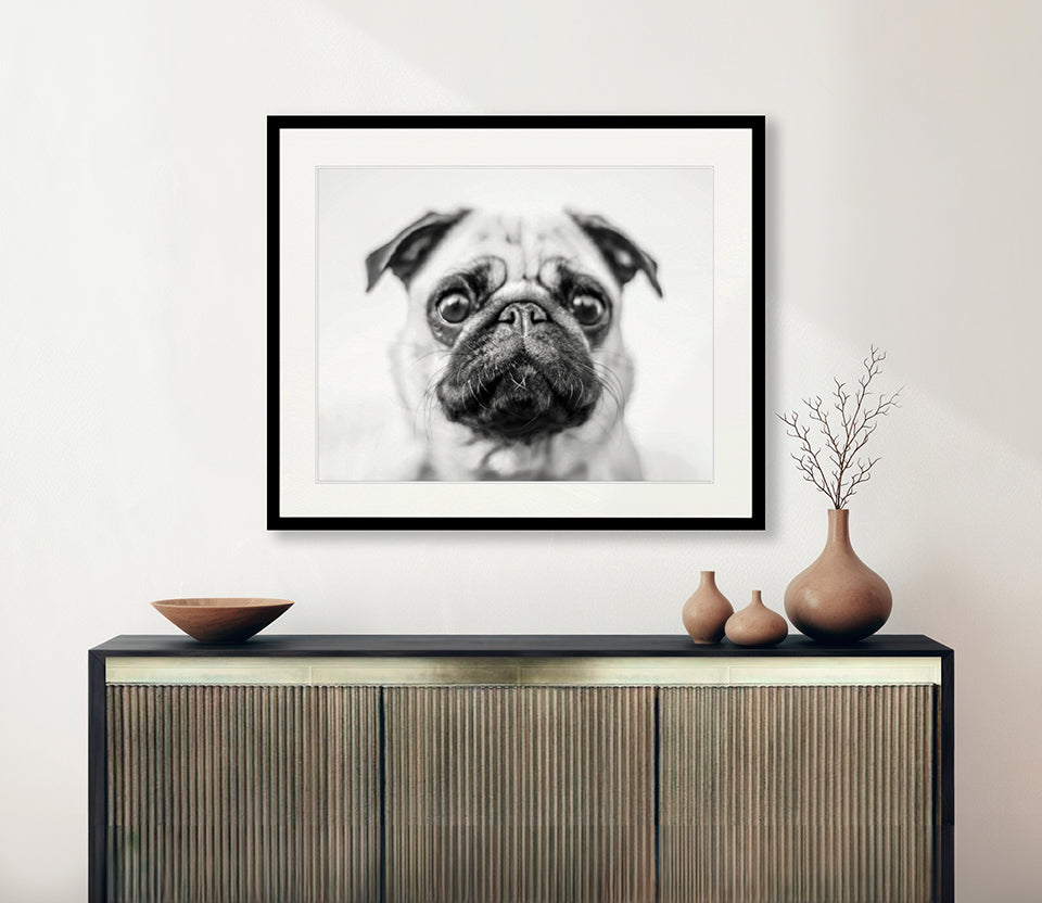 Adorable Pooch