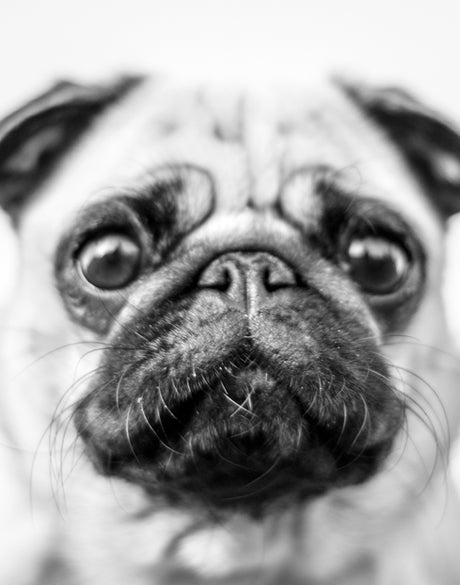 Adorable Pooch