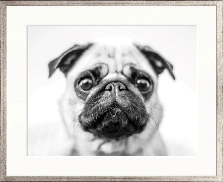 Adorable Pooch