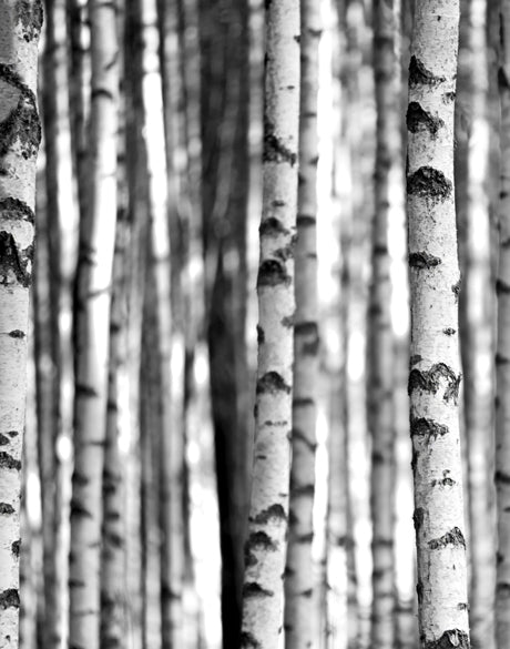 Forest Texture