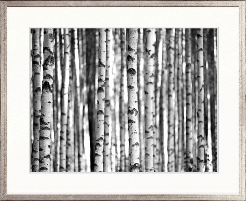 Forest Texture