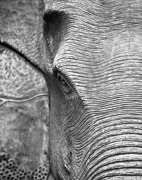 Elephant Wisdom