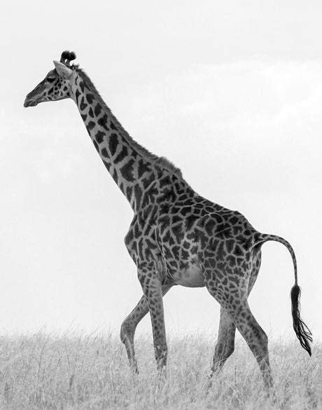 Majestic Giraffe
