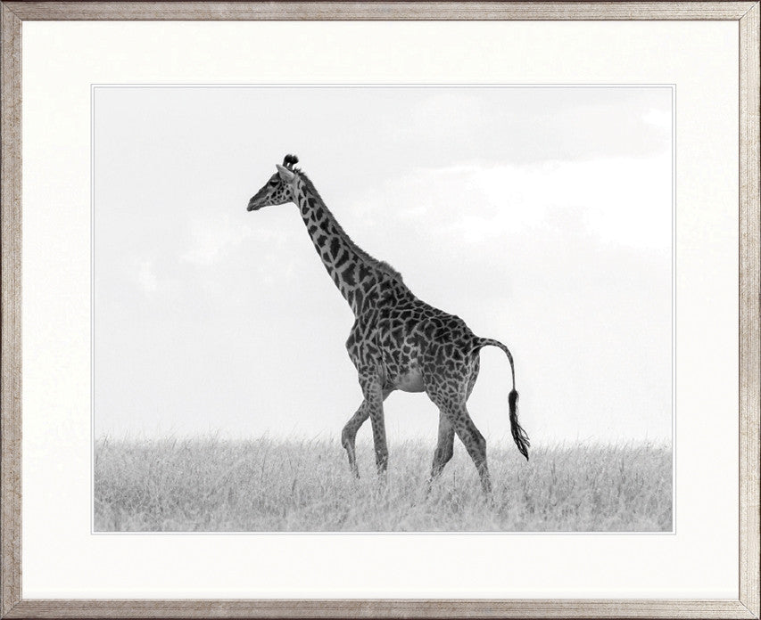 Majestic Giraffe