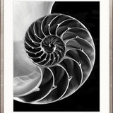 Nature's Symmetry