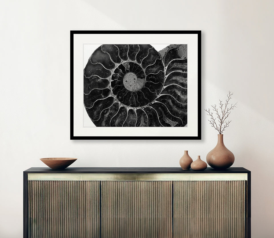 Ammonite Fossil