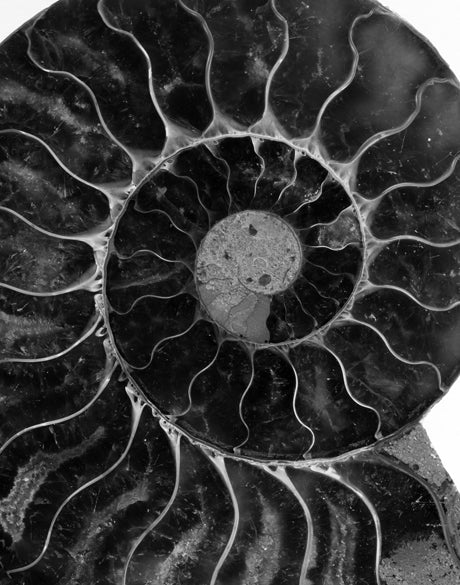 Ammonite Fossil