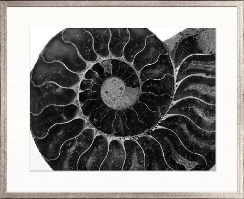Ammonite Fossil