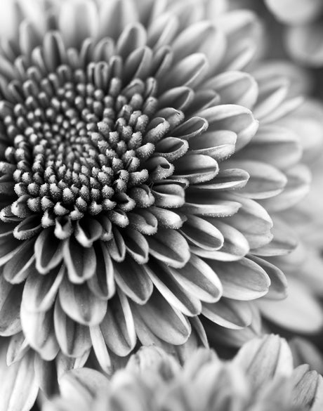 Full Bloom
