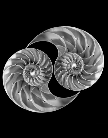 Nautilus Shells