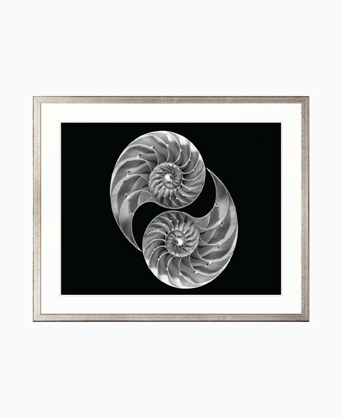 Nautilus Shells