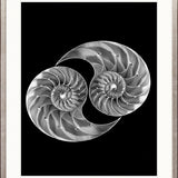 Nautilus Shells