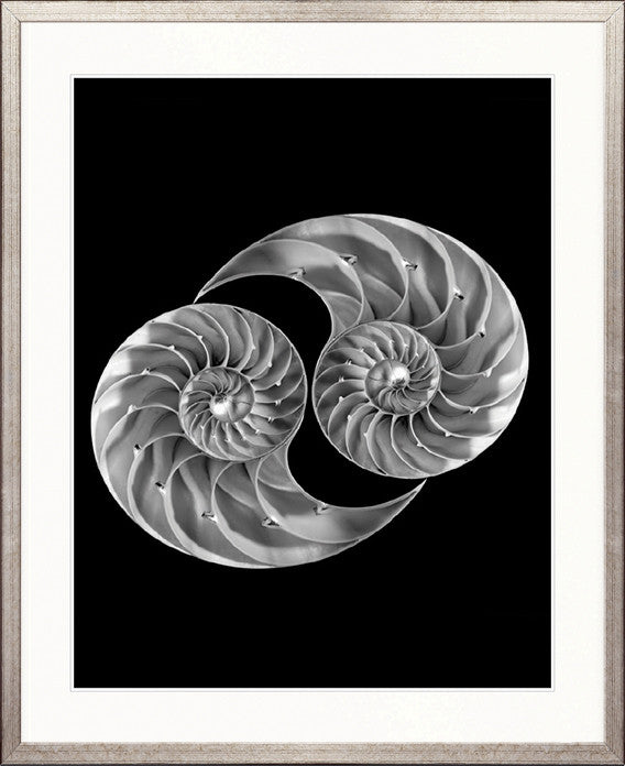 Nautilus Shells