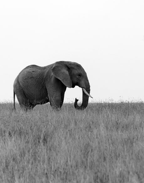 Elephant Journey