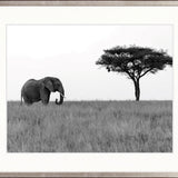Elephant Journey
