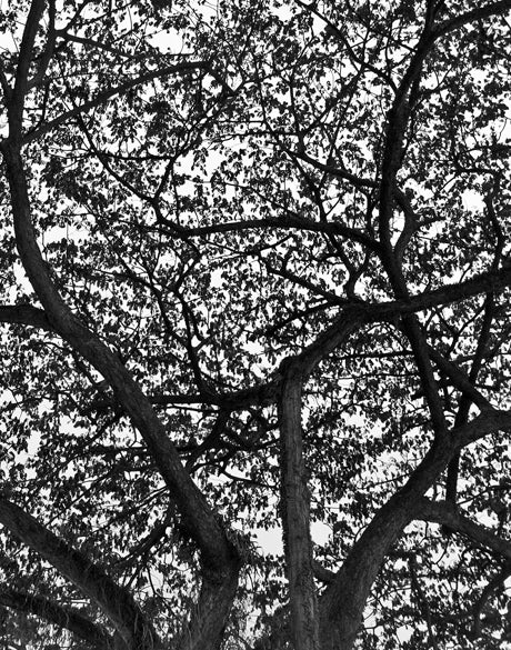 Forest Light