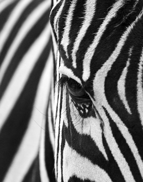Safari Stripes
