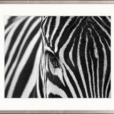Safari Stripes