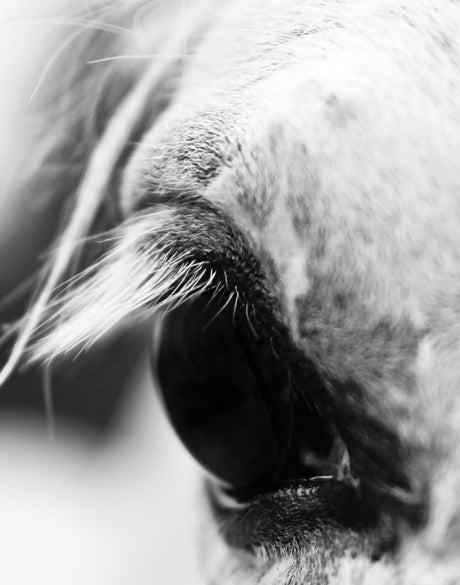 Horse Whisper