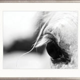 Horse Whisper