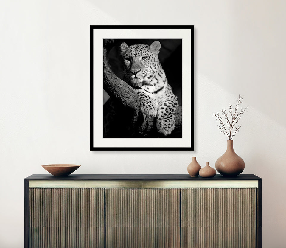 Majestic Leopard