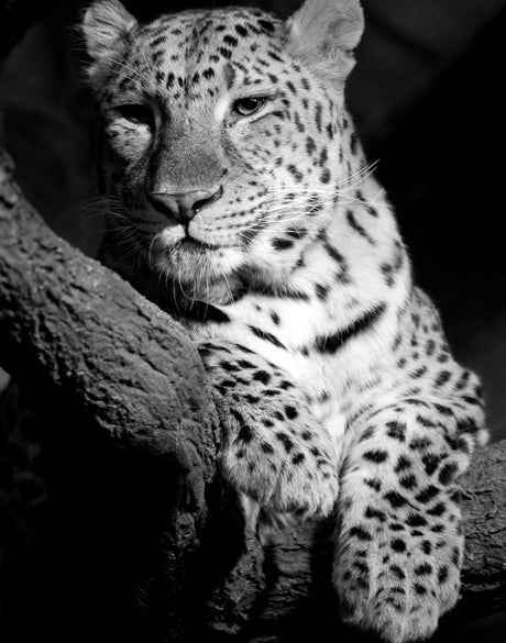 Majestic Leopard