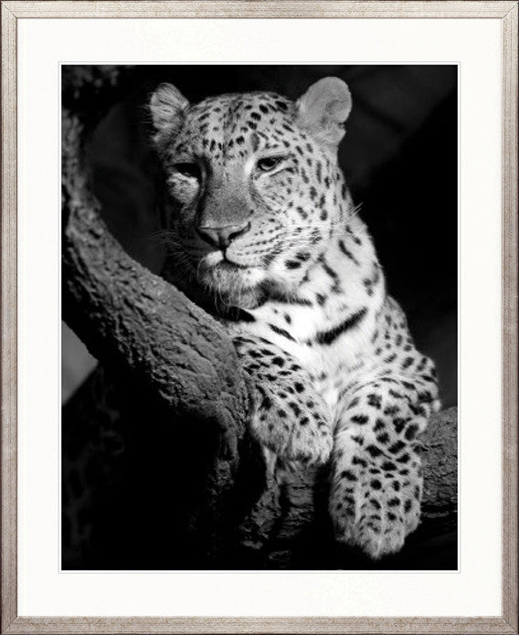 Majestic Leopard