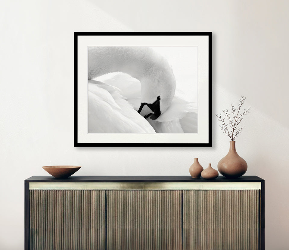 Elegant Swan