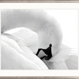 Elegant Swan