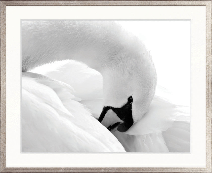 Elegant Swan