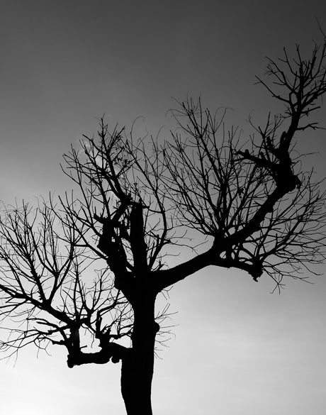 One Tree Sky
