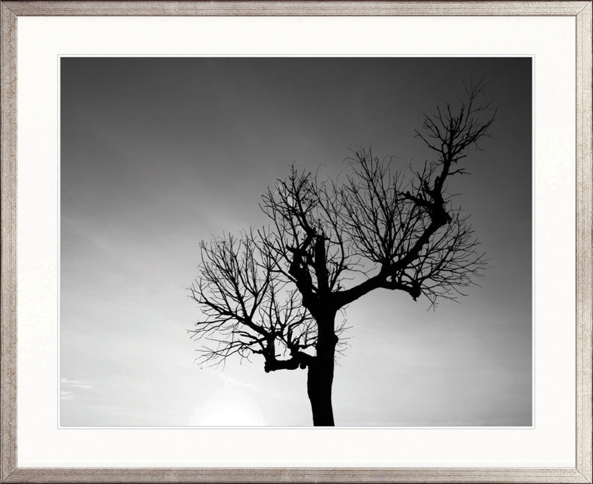 One Tree Sky