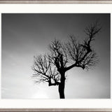 One Tree Sky