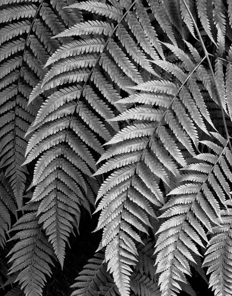 Fern Gully