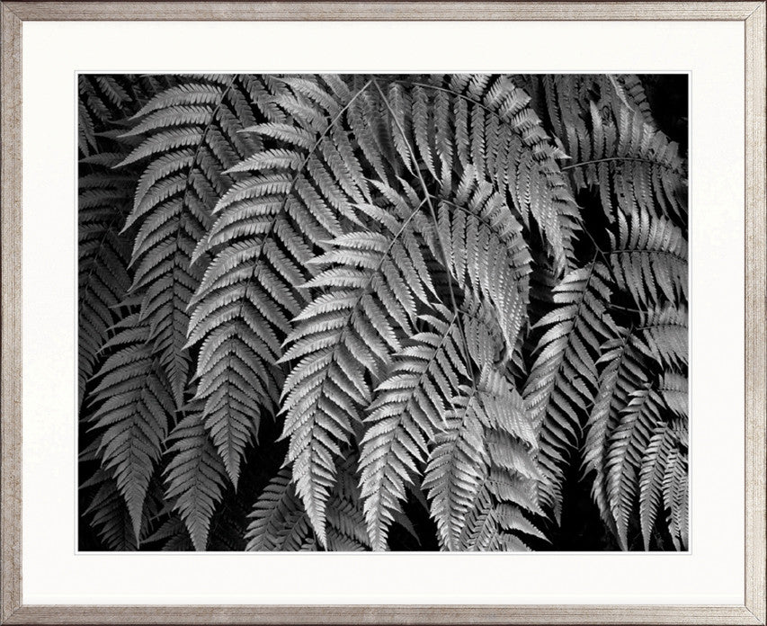 Fern Gully