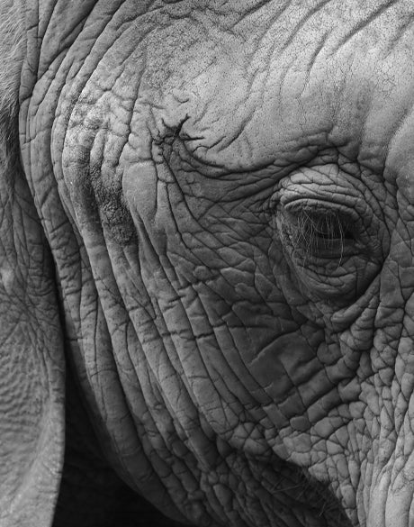 Elephant  Wisdom