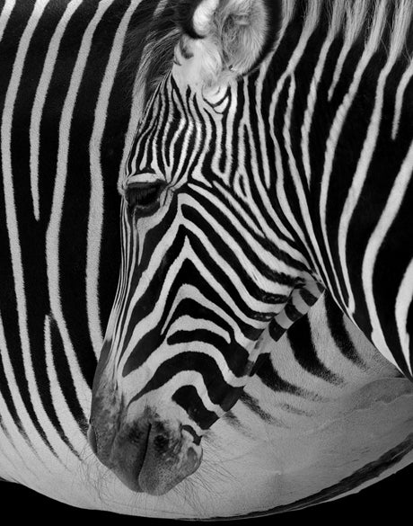 Safari  Stripes