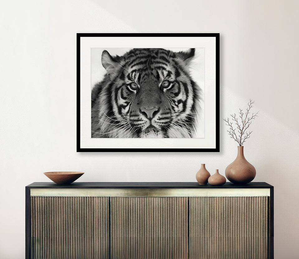 Eye of the Tiger