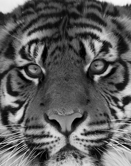 Eye of the Tiger