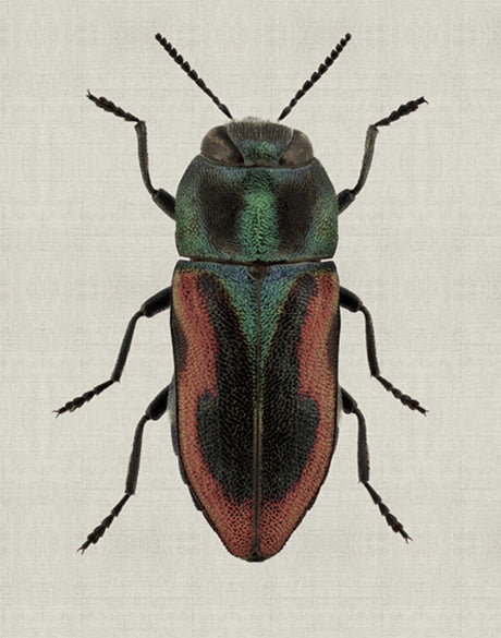 Beetle Subject V (Canvas)