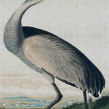 audub01_3