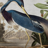 audub07_3
