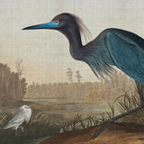 audub11_3